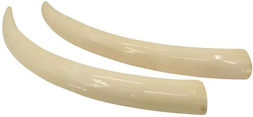 (2) Ivory Elephant Tusks with Export Paperwork