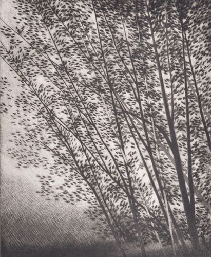 Robert Kipniss WHITE TREES Mezzotint