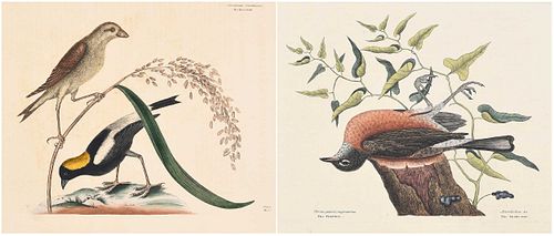 Two Mark Catesby Prints - Fieldfare, Rice Bird