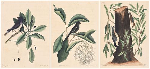 Three Mark Catesby Prints - Nuthatch and Finches