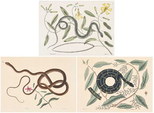 Three Mark Catesby Prints - Snakes
