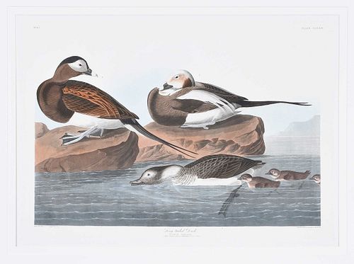 John James Audubon, Long Tailed Duck