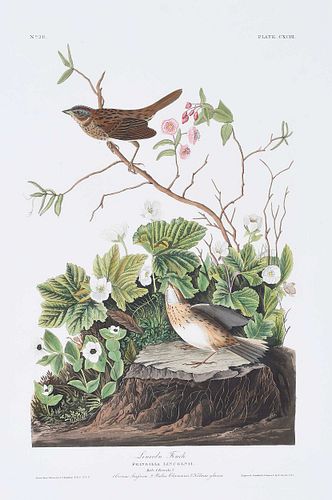 John James Audubon - Lincoln Finch