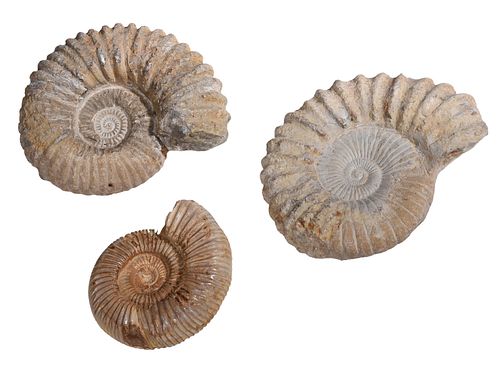 Three Ammonite Fossil Specimens