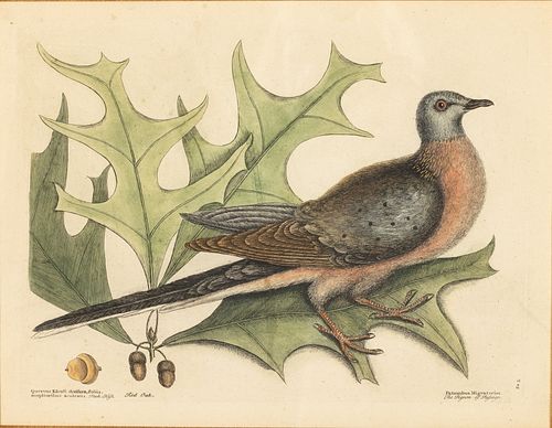 Mark Catesby, The Pigeon of Passage, Engraving