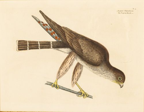Mark Catesby, The Pigeon Hawk Hand Colored Engraving