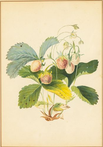 Unsigned Watercolor of Strawberries, 19th C