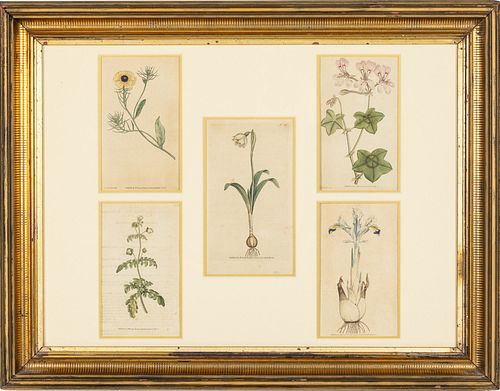 Framed Botanical Prints, 18th Century