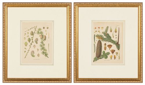 2 Walter Muller (1847-1927) Conifer Botanical Prints