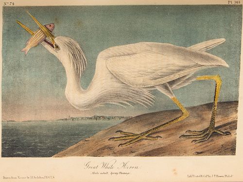 J.J. Audubon, Birds of America, 1856, 7 Vols.