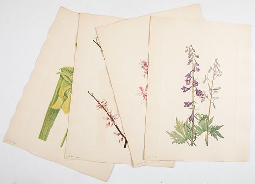 Walcott, NA Wild Flowers, Smithsonian, 5 Vols.