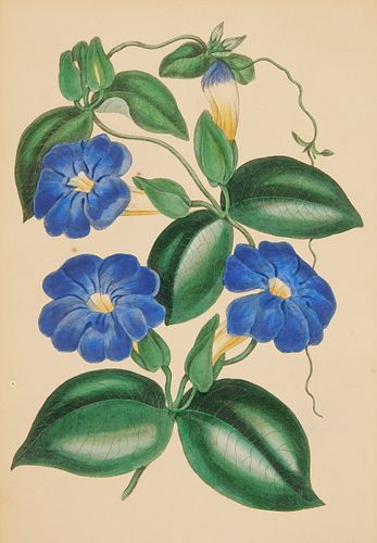 Botanical print of Thumbergia Hawtayneana