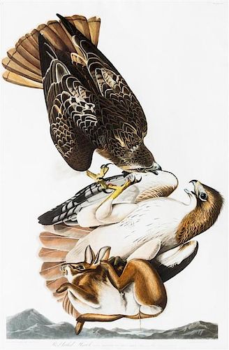 (AUDUBON, JOHN JAMES after) HAVELL, ROBERT Red Tailed Hawk. Plate LI, No 11. From The Birds of America.  J. Whatman 1832.