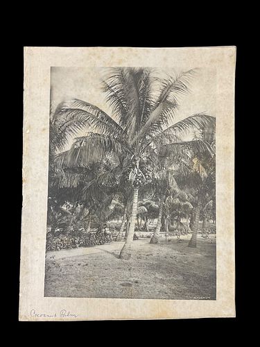 Large Collotype Coconut Palm Florida The Albertype Co. NY