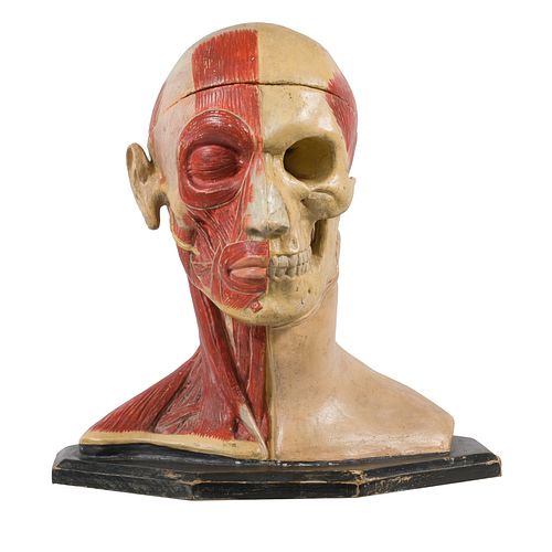 Anatomical Didactic Human Head Model