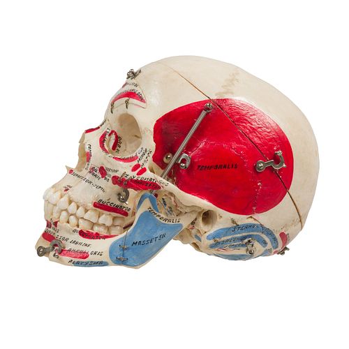 Anatomical Human Skull, Medical & Dental
