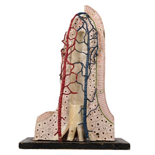 Human intestinal villus model, Auzoux