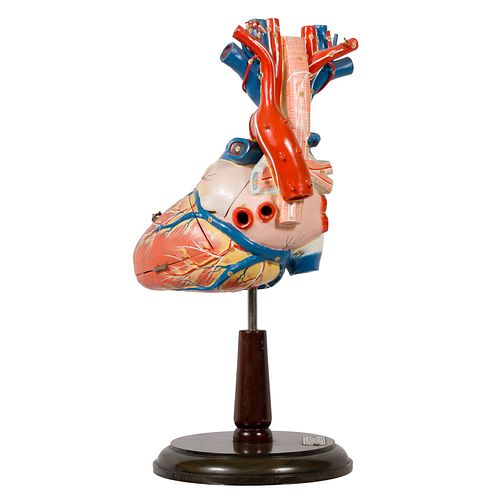 Anatomical Heart Model, Clay Adams