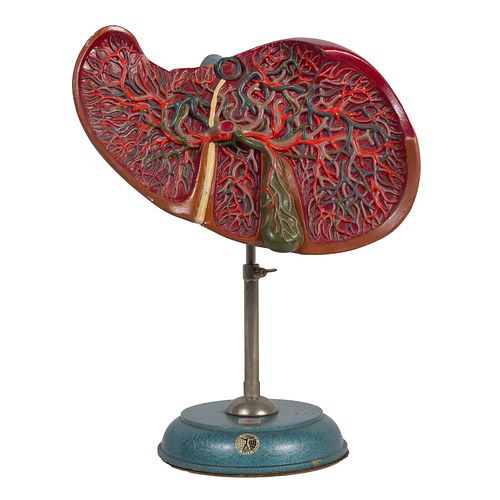 Somso Human Liver & Gallbladder Model