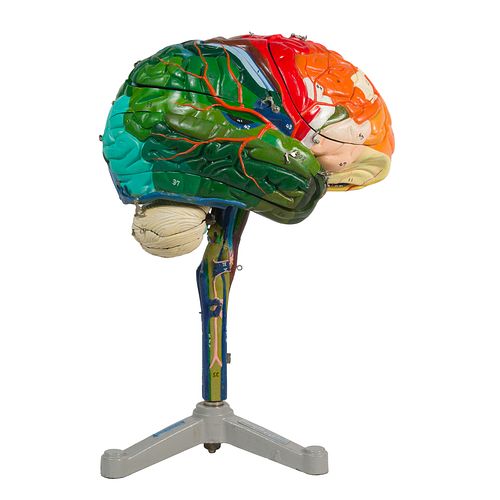 Clay-Adams Human Brain Model, 1962