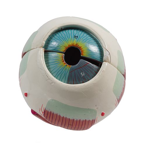 Anatomical Eyeball Model