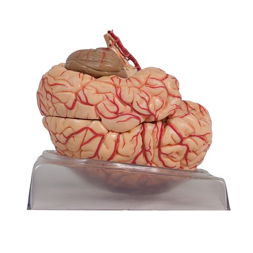 Somso Human Brain with Arteries Model