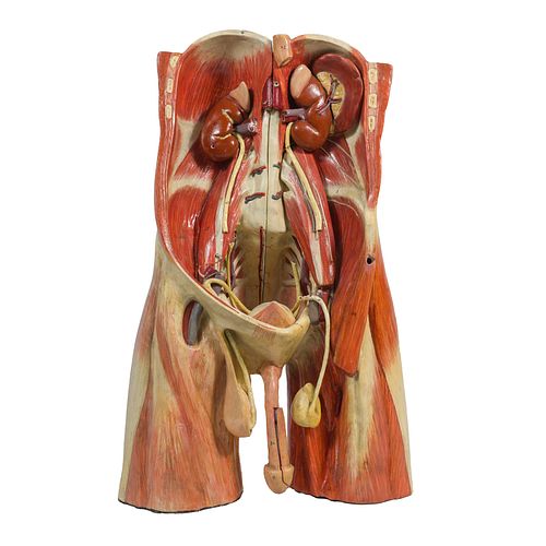 Didactic Abdominal Wall and Pelvis Model