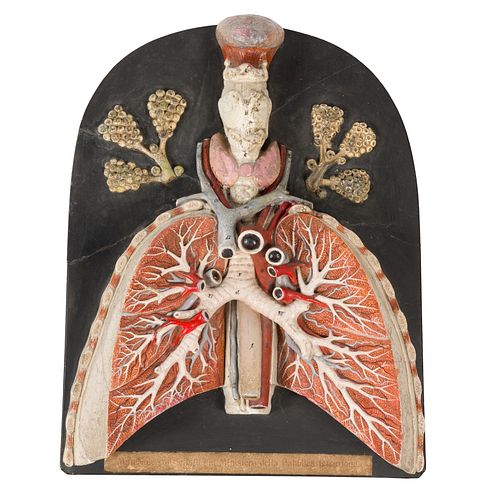 Anatomic Pharynx, Larynx, Lung Model