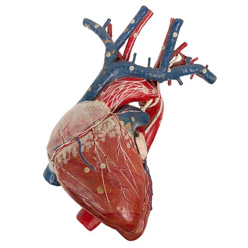 Anatomical Heart Model, Dr. Auzoux