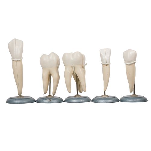 Gesundheits Museum Tooth Models