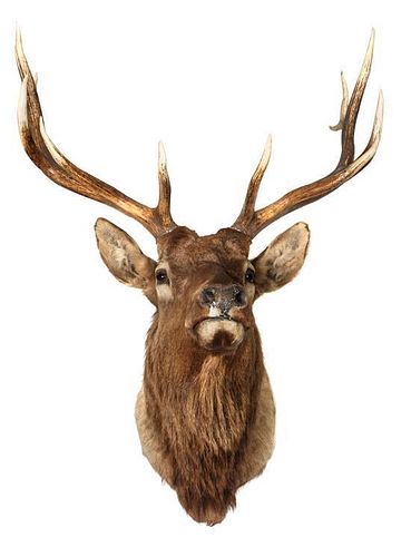 An Elk Shoulder Mount