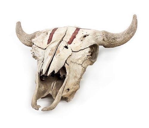A Buffalo Skull Length 20 1/2 x width 22 inches.