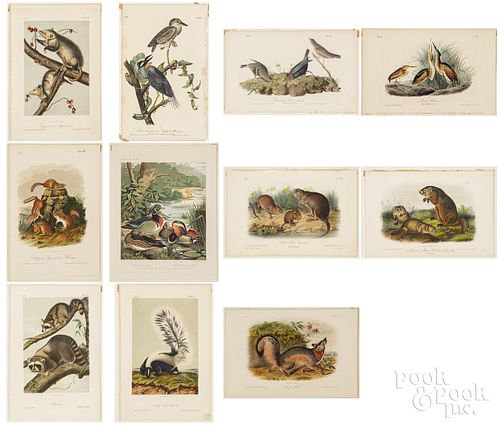 Eleven early animal lithographs