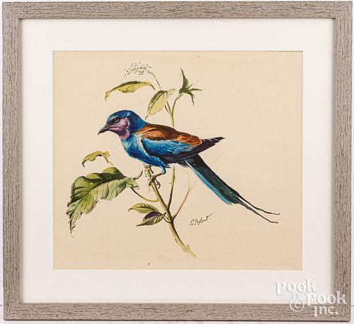 Conrad Roland, watercolor of a bird