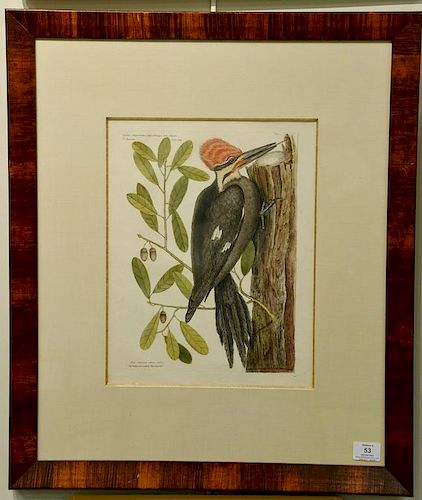 Pair of Mark Catesby hand colored engravings "The Large Red Crested Woodpecker" T17 Live Oak and "The Red Headed Woodpecker" 