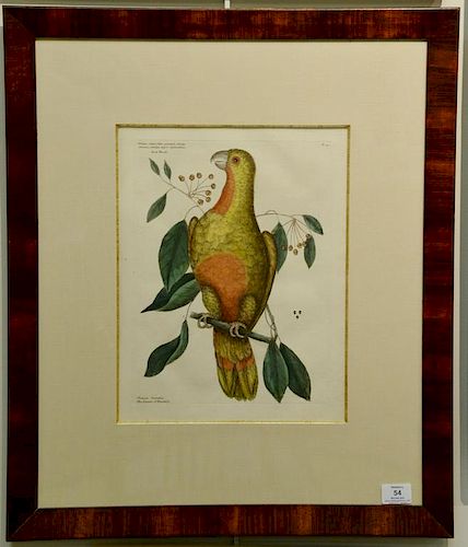 Pair of Mark Catesby hand colored engravings "The Parrot of Paradise" Red Wood T.10 and "Largest White Bill'd Woodpecker" Wil