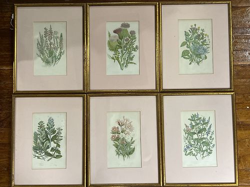Six Botanical Prints