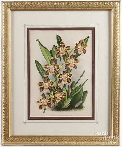 Pair of botanical prints, 13 1/2'' x 9 3/4''.