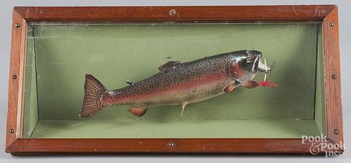 Taxidermy mount of a rainbow trout, mid 20th c., in a pine display case, case - 9'' h., 20'' w.