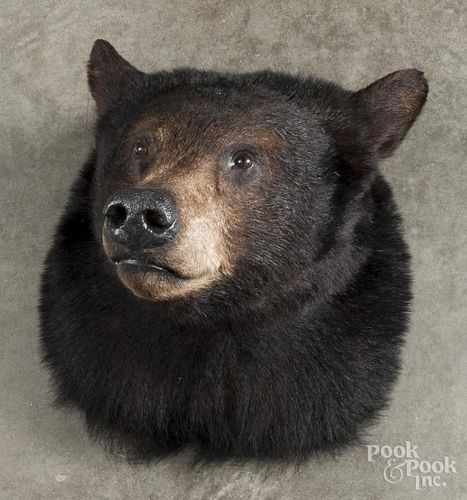 Taxidermy black bear head mount, 20th c.