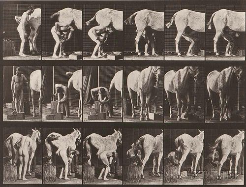 Eadweard Muybridge (British, 1830-1904)      Plate 509 (Man Shoeing a Horse)