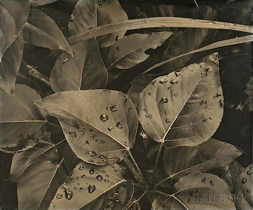 Ansel Adams (American, 1902-1984)      Leaves and Raindrops, Glacier Bay National Monument