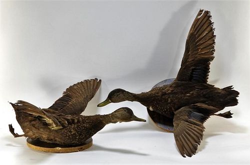 PR Taxidermy Hunting Trophy Mounted Ducks