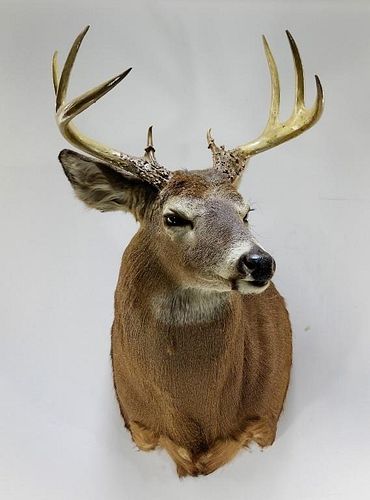 Taxidermy 8 Point Buck Deer Hunting Trophy Mount