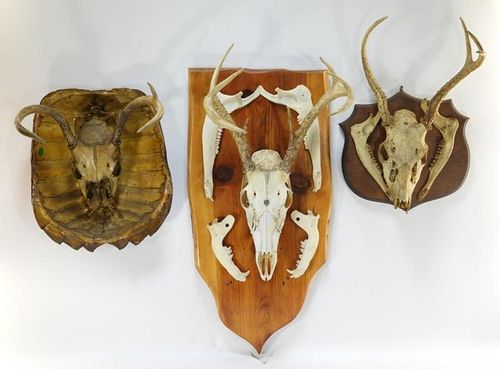 3 Taxidermy Deer Skulls w/ 1 Turtle Shell Mounted
