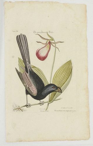 After Mark Catesby