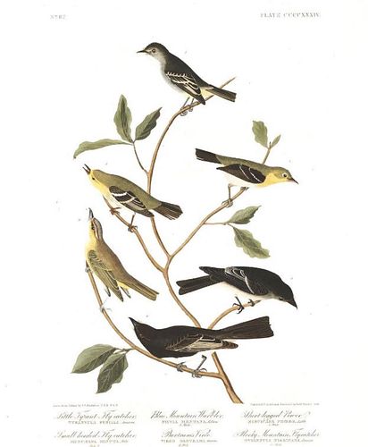 John James Audubon (After) - Little Tyrant Fly-catcher
