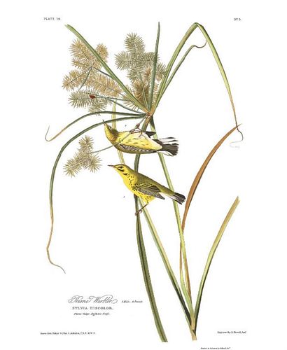 John James Audubon (After) - Prairie Warbler