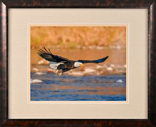 BALD EAGLE ON THE GRAND RIVER by Martin Ramsey