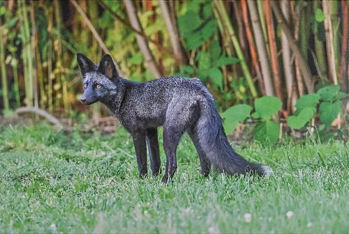 SILVER FOX by Martin Ramsey